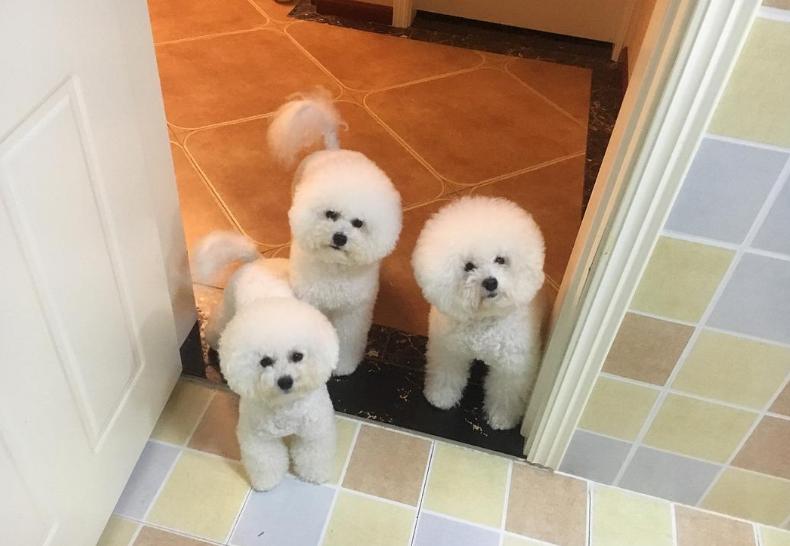 比熊狗狗体重对照表,比熊年龄对照表