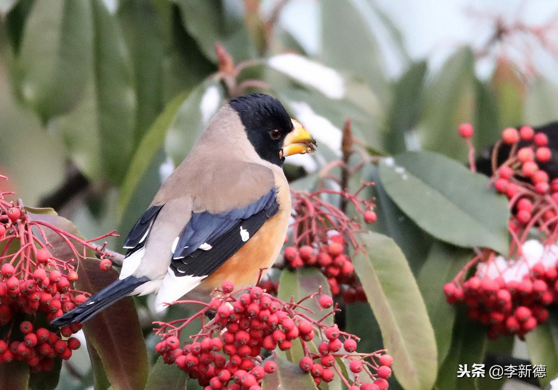 合肥拍到的小鸟,安徽有乌鸫鸟