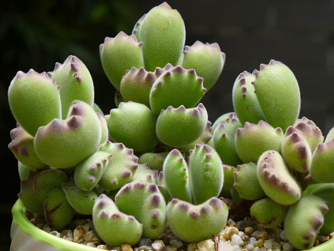 5种好看的多肉,多肉植物超好看白色