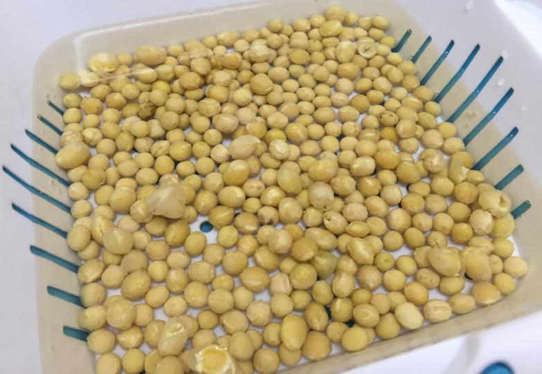 北方冬天如何制作黄豆肥水养花,黄豆水养花的方法和注意事项