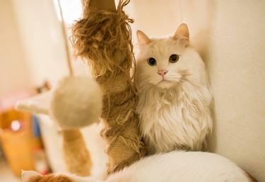 我家猫咪阴部出血，难道是来月经吗？