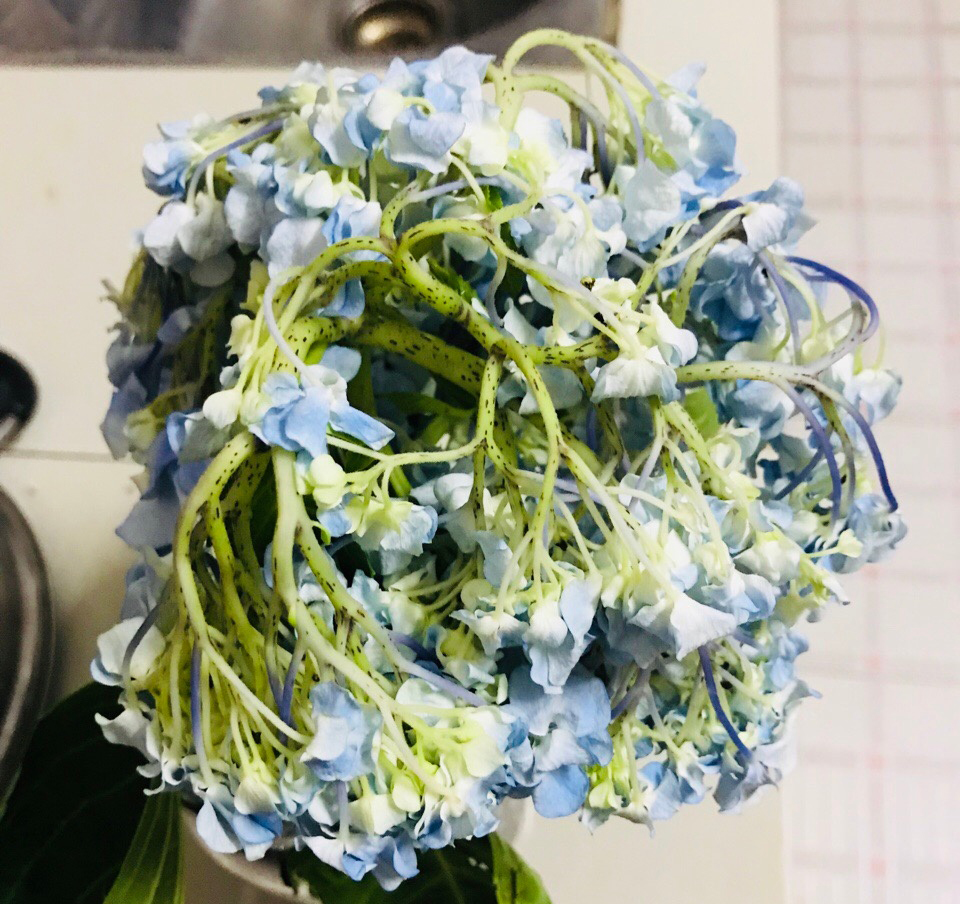 绣球花买回来一天就蔫了怎么办,绣球花彻底蔫了怎么办