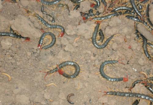 房间里面怎么预防百脚虫和蜈蚣,怎么才能养好蜈蚣草