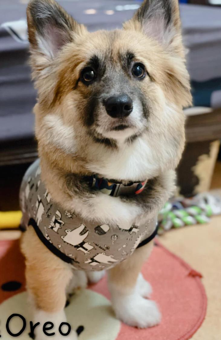 养了只黑色的柯基，一年后却成了“狐狸”，用漂*粉白**洗的？