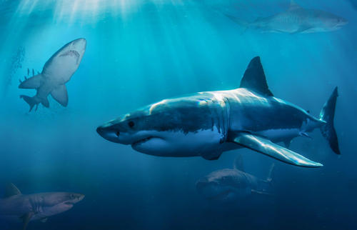 长相和性格不符的鲨鱼,哥布林鲨和巨口鲨是无危生物吗