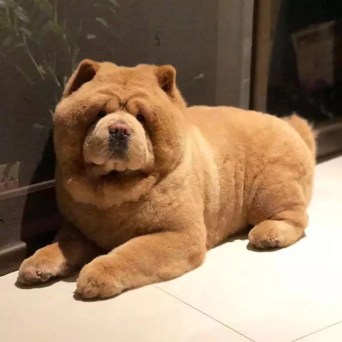 最适合新手养的十大狗狗排行榜,最适合新手养的狗狗十大排行榜