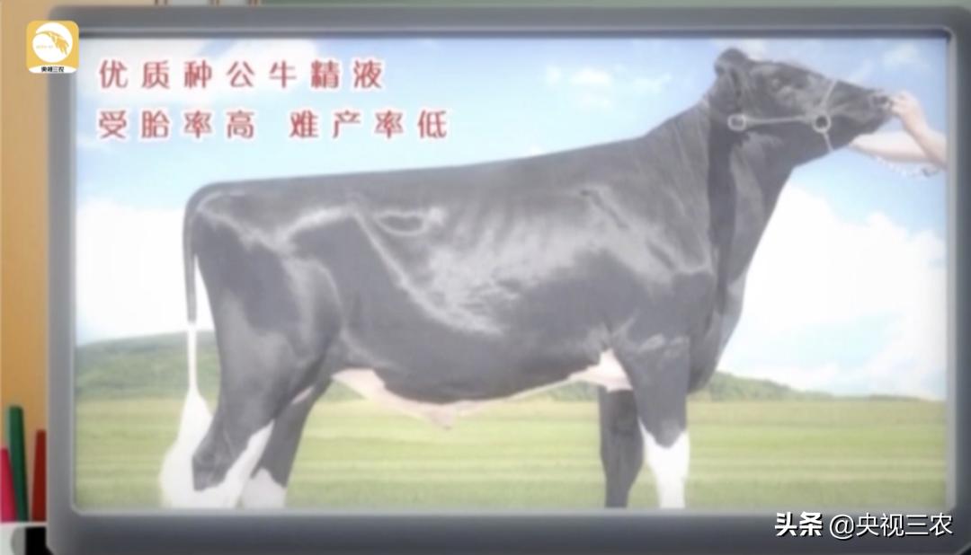 牛粪别扔，这么处理还有国家补贴