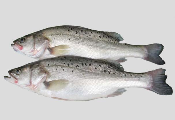 五星级大厨教你做不腥清蒸鲈鱼,大厨教你做最好吃的鲈鱼