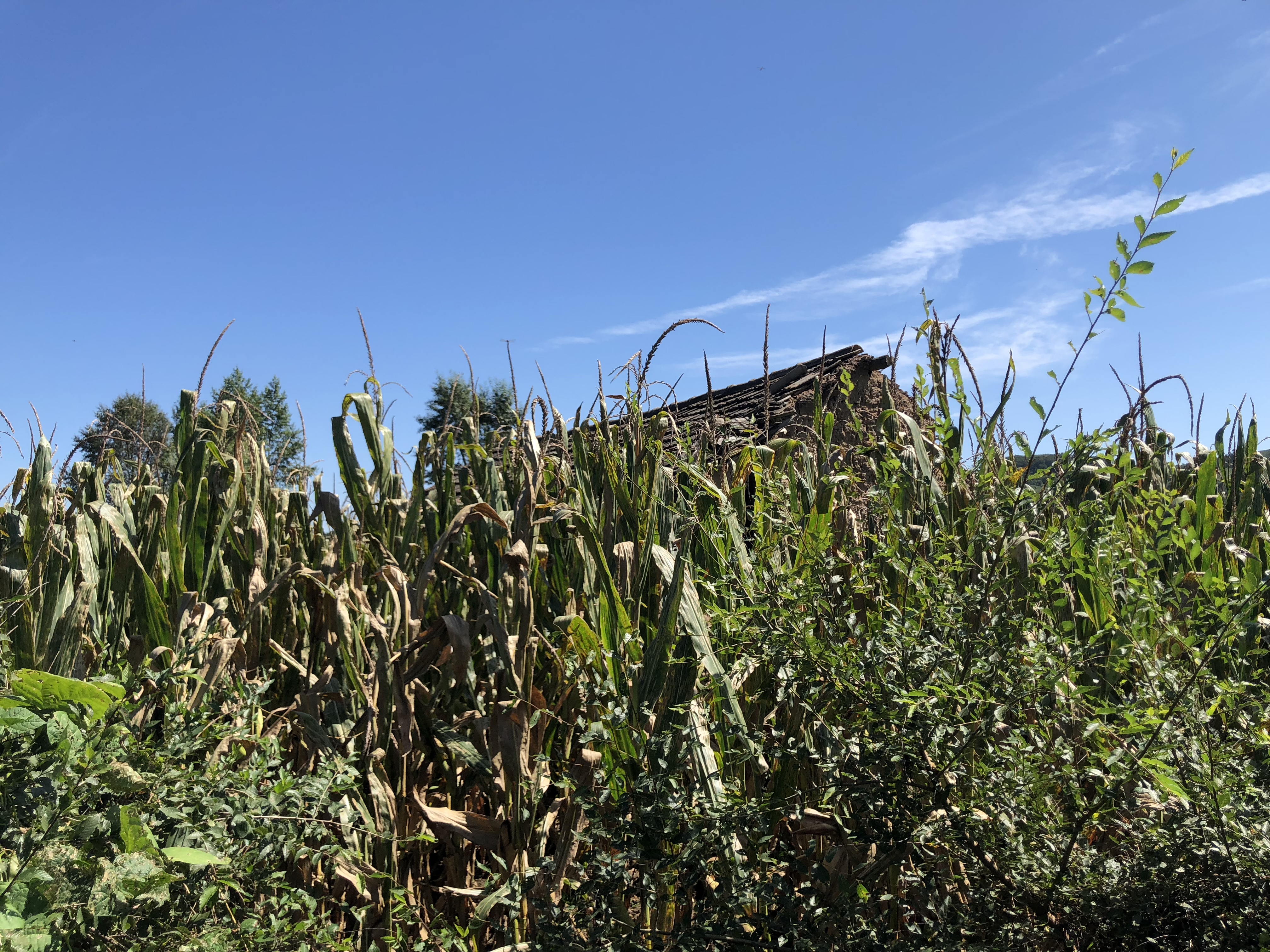 刘忠林离婚官司视频,刘忠林打官司