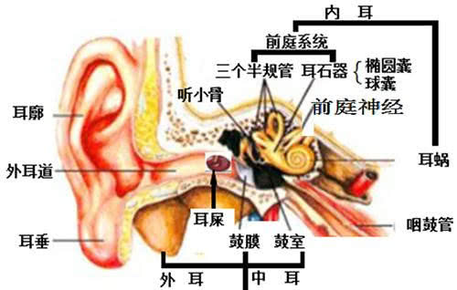 为什么有的人旋转时会晕恶心,为什么人在旋转后会晕