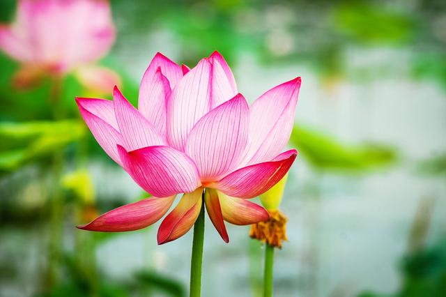 盛夏来一场赏荷盛宴