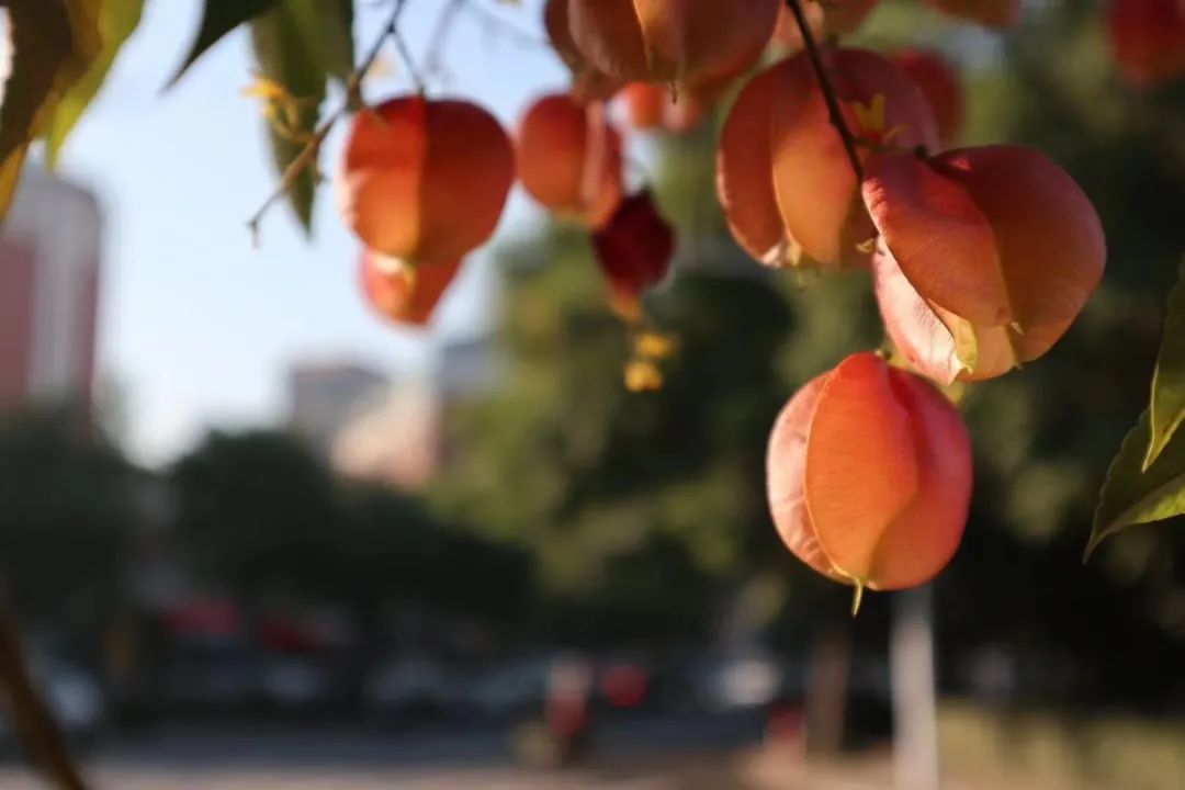 草木人间和燃冬,草木和人间