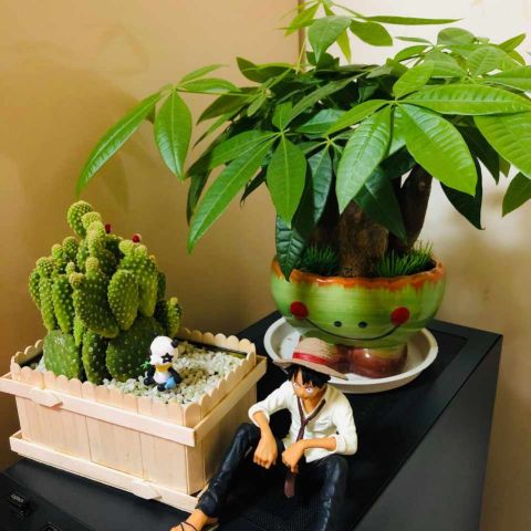 什么花可以露天养不怕雨淋,哪种花最不怕太阳晒