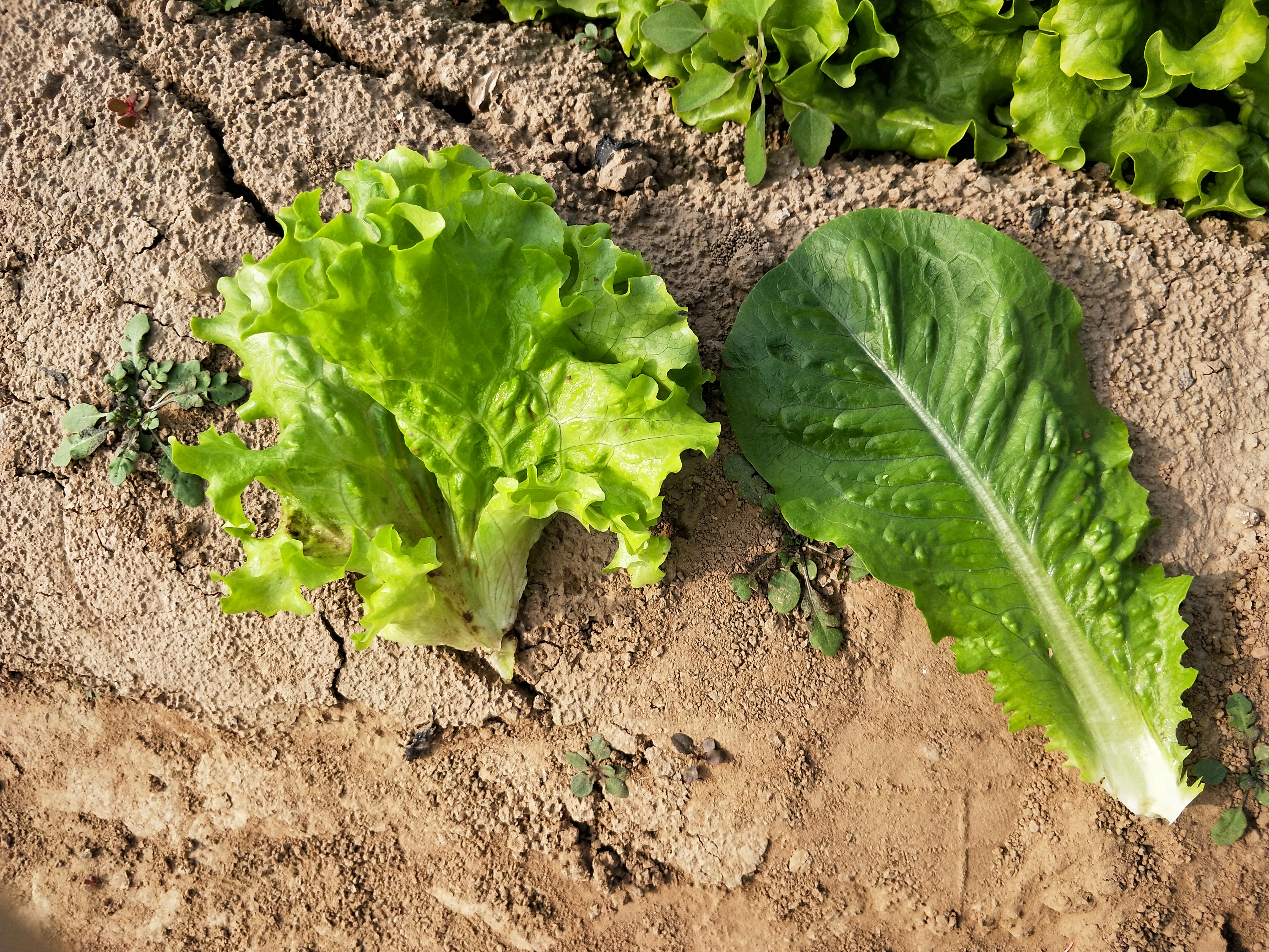 春天夏天适合种什么蔬菜,春天适合播种的蔬菜有哪些