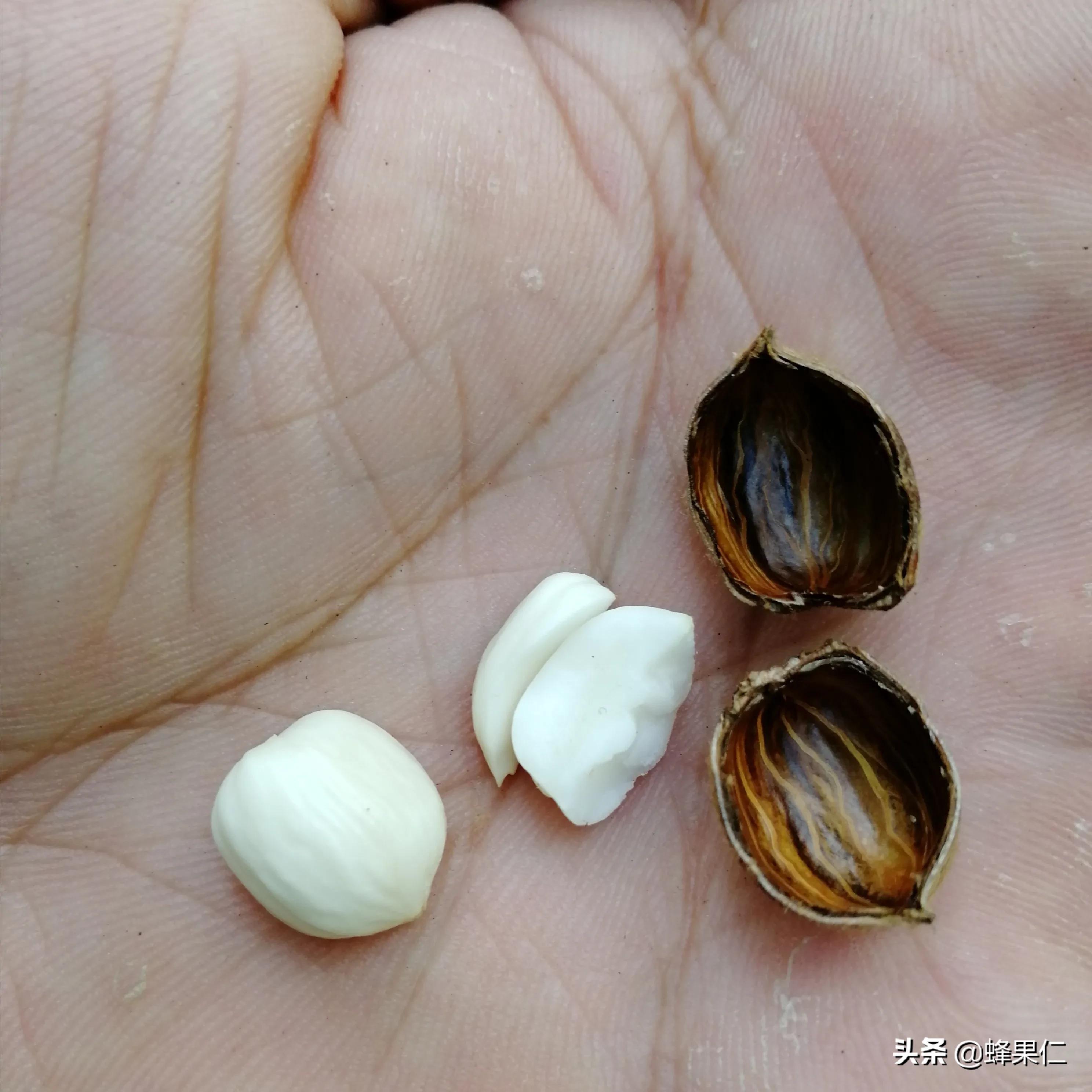 农村的所有野果,农村常见50种野果