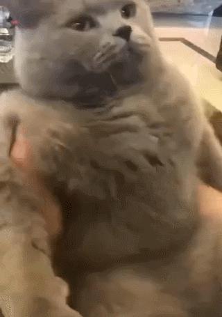 英国短蓝猫好养吗,千万别养蓝猫