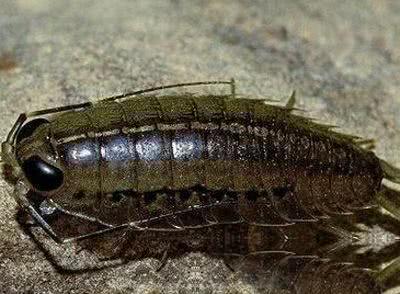 “压”不死的深海动物，它们为什么会在深海游刃有余的生活？