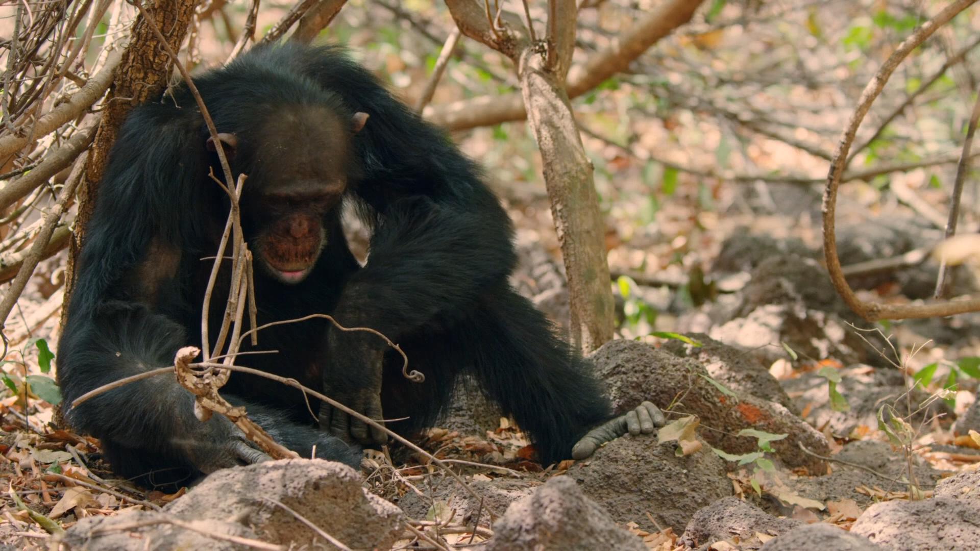 精心推荐的48部纪录片,王朝纪录片5集全bbc