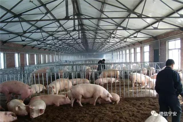 农业农村部、财政部公布！宁安成为首批20个国家现代农业产业园之一