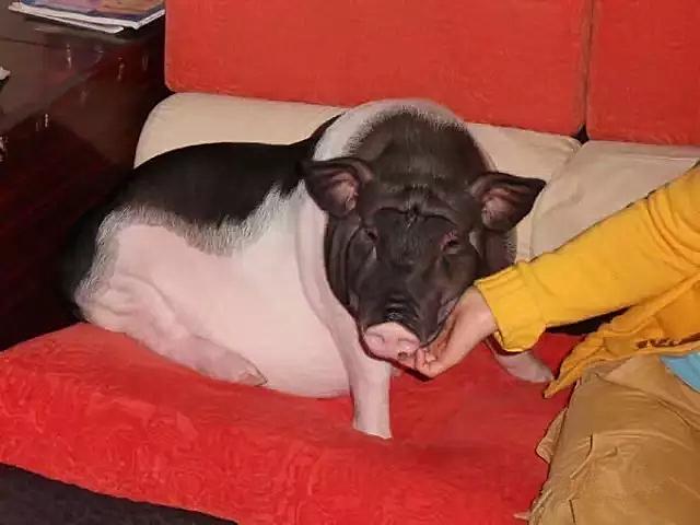 小香猪养到300斤被学校发现,小香猪养到300斤商家表示可以退货