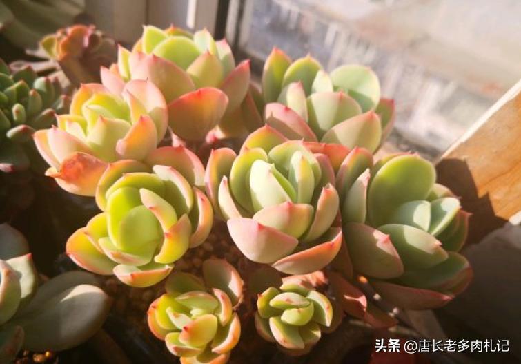 碧桃多肉为什么包不起来,碧桃多肉长得太慢怎么办