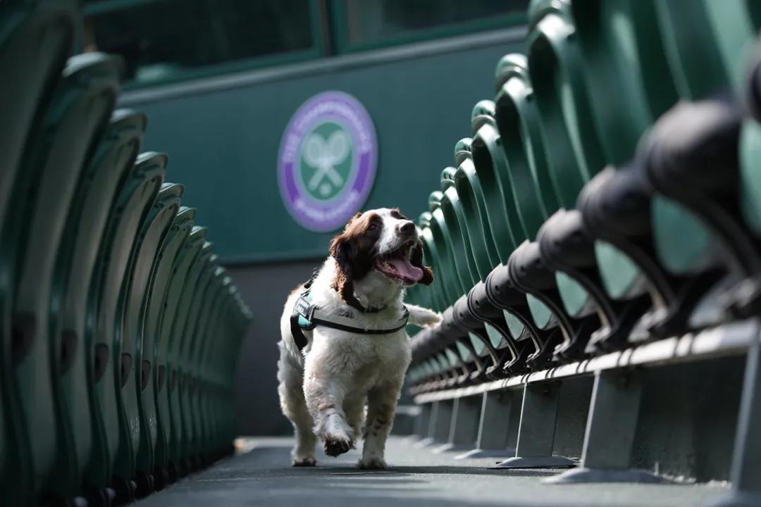 草地网球为什么那么少,草地网球跟红土网球的区别