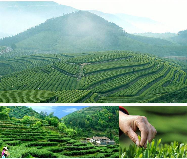 一座书写了半壁茶叶史的江山