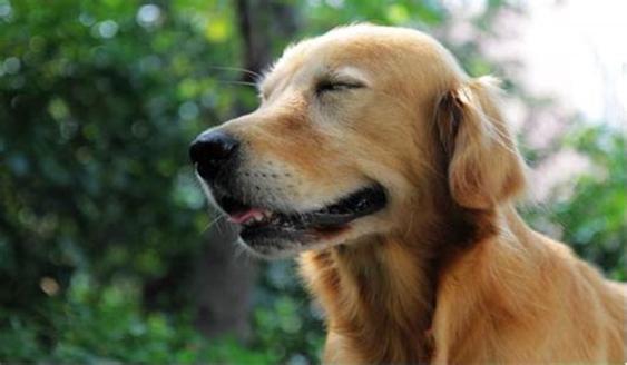 狗狗老是乱咬怎么办,狗狗总是乱咬乱吞东西怎么办