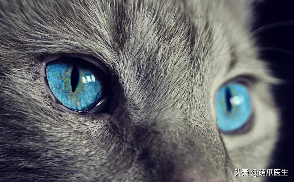 猫：来啊，踩我屁股啊，使点劲儿