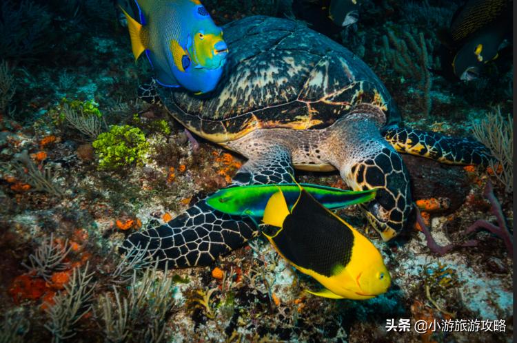 潜水小白必看,潜水圣地三天旅游攻略