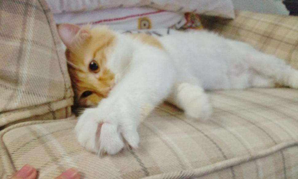 新猫到家很怕主人怎么办,新猫到家如何消除恐惧