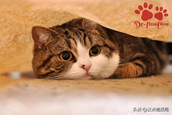 猫咪哮喘的最佳治疗方法,猫咪得了哮喘病怎么治疗