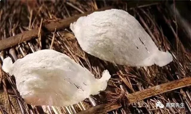 买燕窝看不看品牌质量好,买燕窝买燕盏