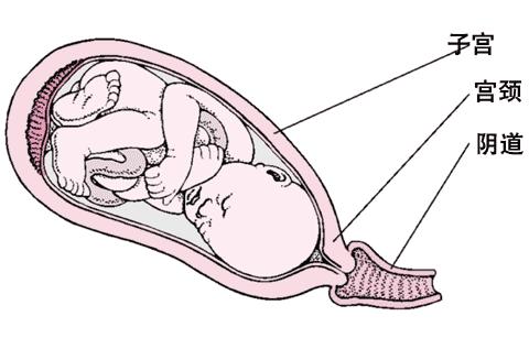 为什么生孩子的时候会痛，且必须要痛呢？看后，我为妈妈点赞