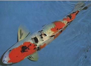 锦鲤鱼趴缸怎么解决,锦鲤鱼鳞溃烂最简单的解决办法