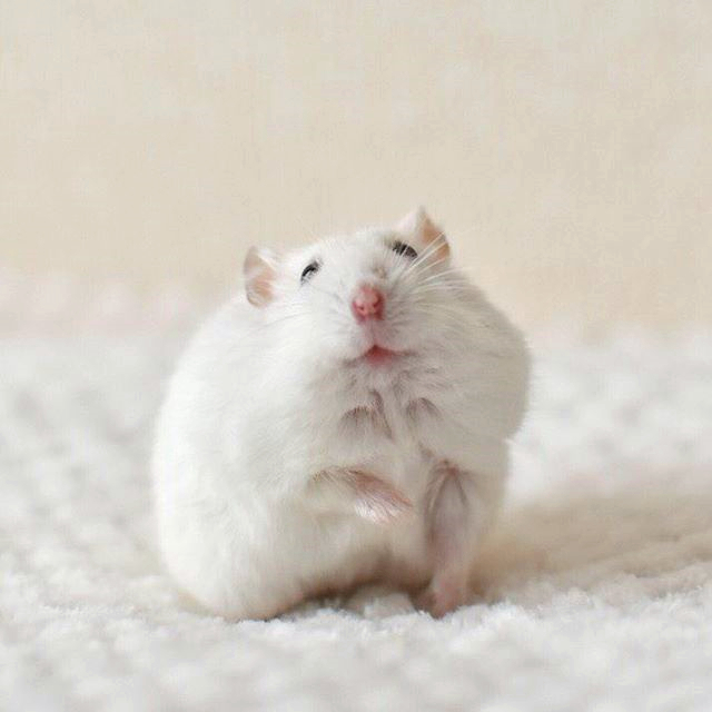 仓鼠都喜欢越狱吗,仓鼠喜欢越狱怎么办