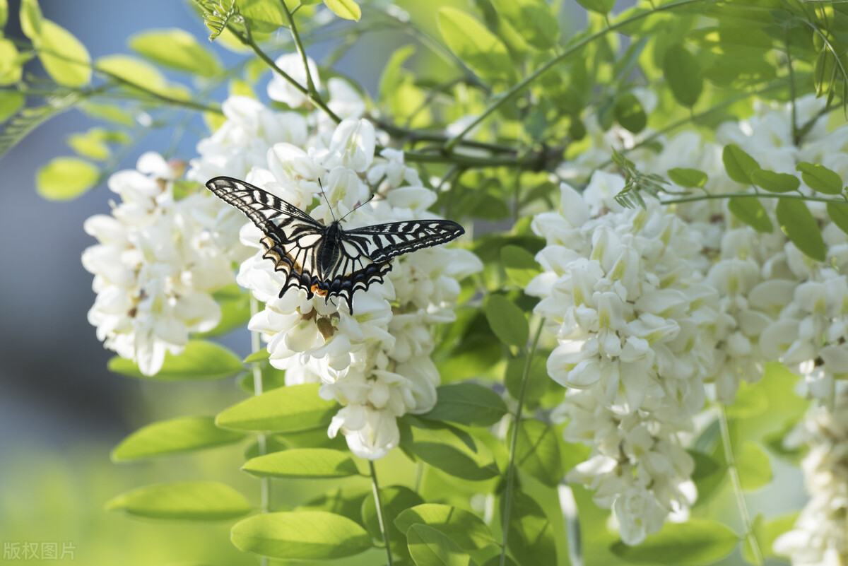 本性善良的人晚熟,善良的人老是晚熟
