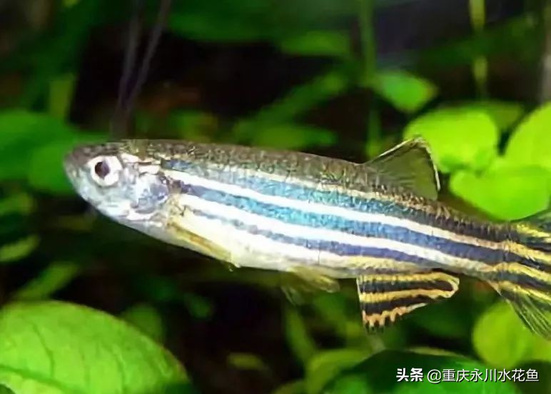 十大最好看的观赏鱼,观赏鱼100种形态