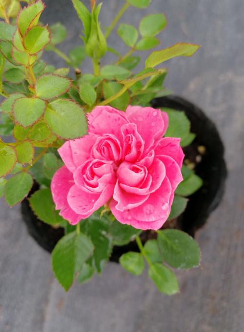 微月“恋人印记”花色非常的多变，一株花上同时出现多种花色