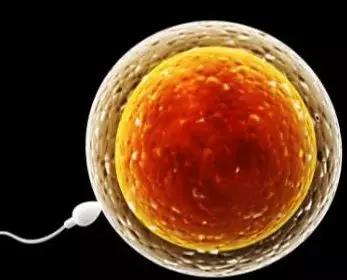 备孕时吃什么药能促进卵泡发育,雌激素偏低卵泡不发育备孕怎么办