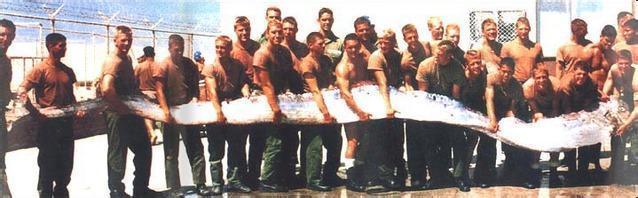 大海蛇历史真实事件,巨型海蛇传说