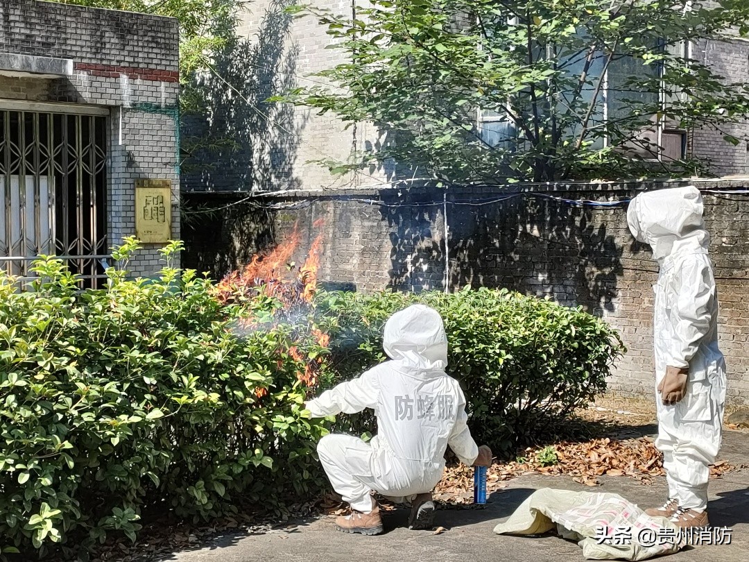 马蜂住山顶还是山脚下,马蜂能盖房子吗