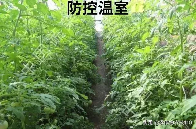 番茄界的“杀手”TY病毒和褪绿病毒，怎么对付？