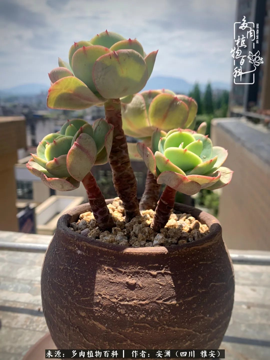 小仙女的阳台多肉,绝美多肉阳台