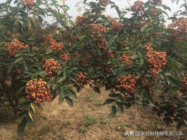 小小花椒树致富大产业：科学管理必报恩