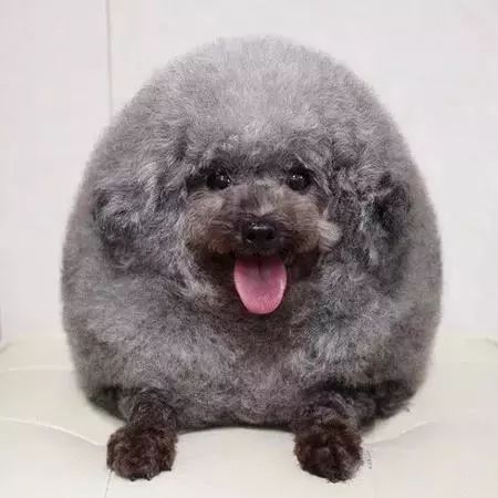 时尚前沿的“贵宾咩咩装”，到底是羊还是狗啊？