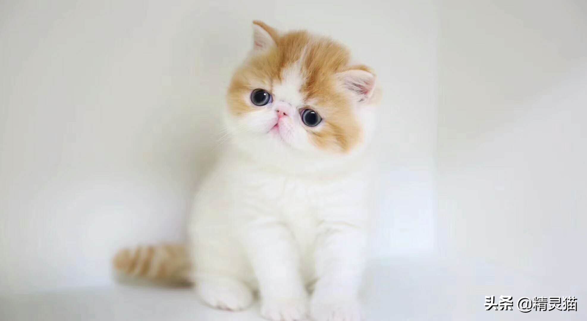 给猫咪买猫粮怎么看配方,猫粮不懂怎么选品牌