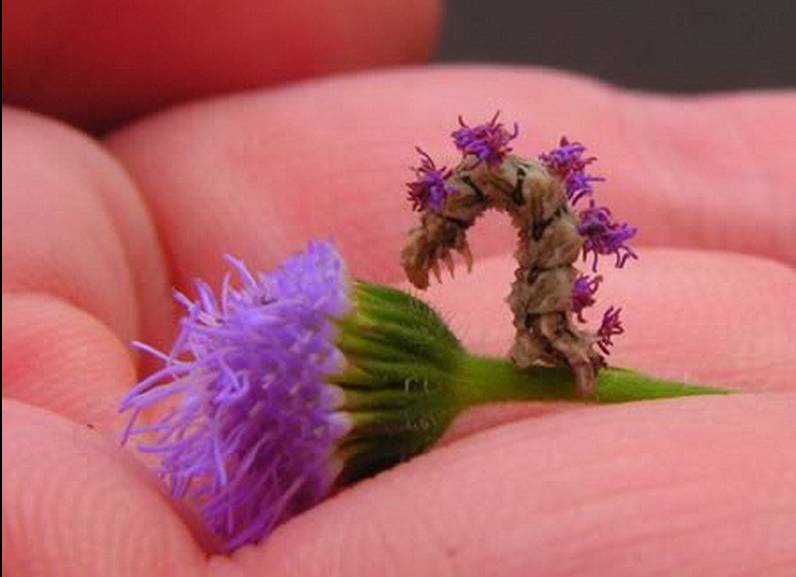 盘点长相怪异的十大虫子。