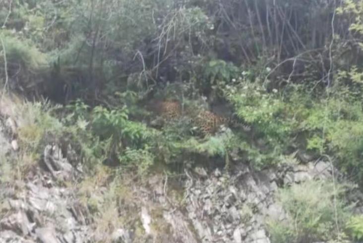 首次发现野生金钱豹,四川惊现野生金钱豹是真的吗