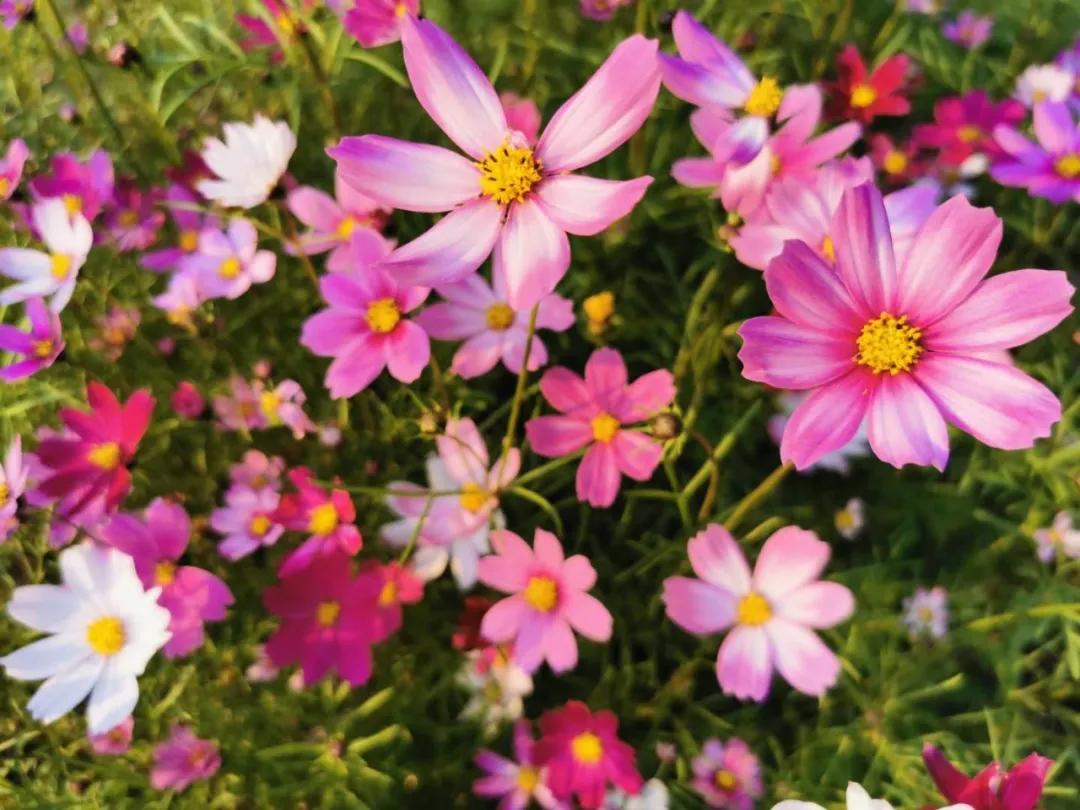 长沙岳麓区适合一个人去的地方,五一长沙岳麓区哪里好玩